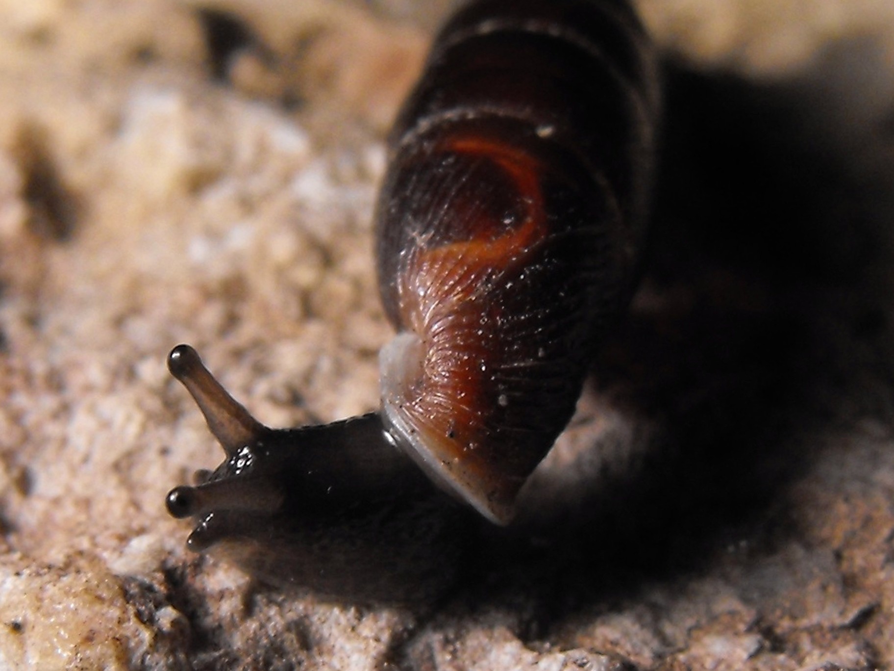 leccoensis o leucensis?